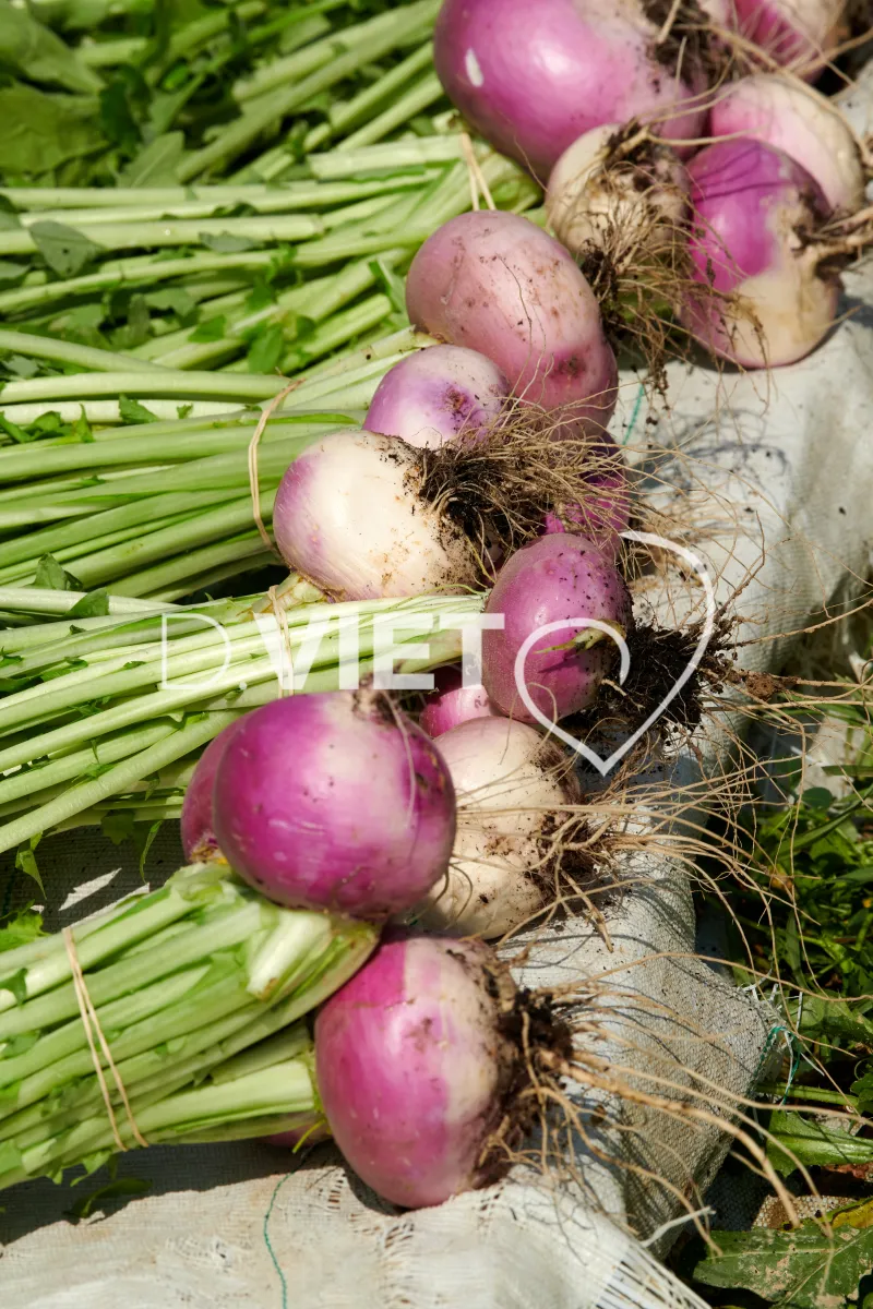 Photo Dominique VIET - Récolte des navets