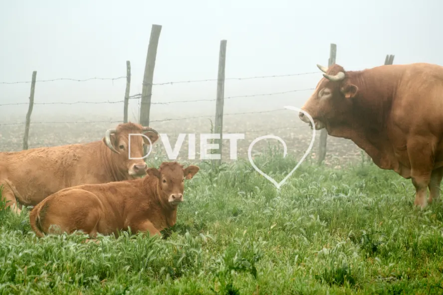 Photo Dominique VIET - Vaches et prè Limousines