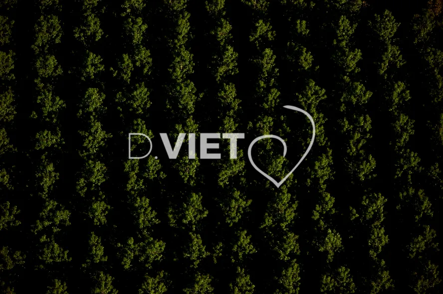 Photo Dominique VIET - Bois