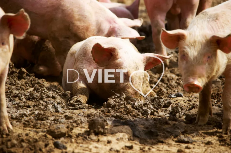 Photo Dominique VIET - Porcelets