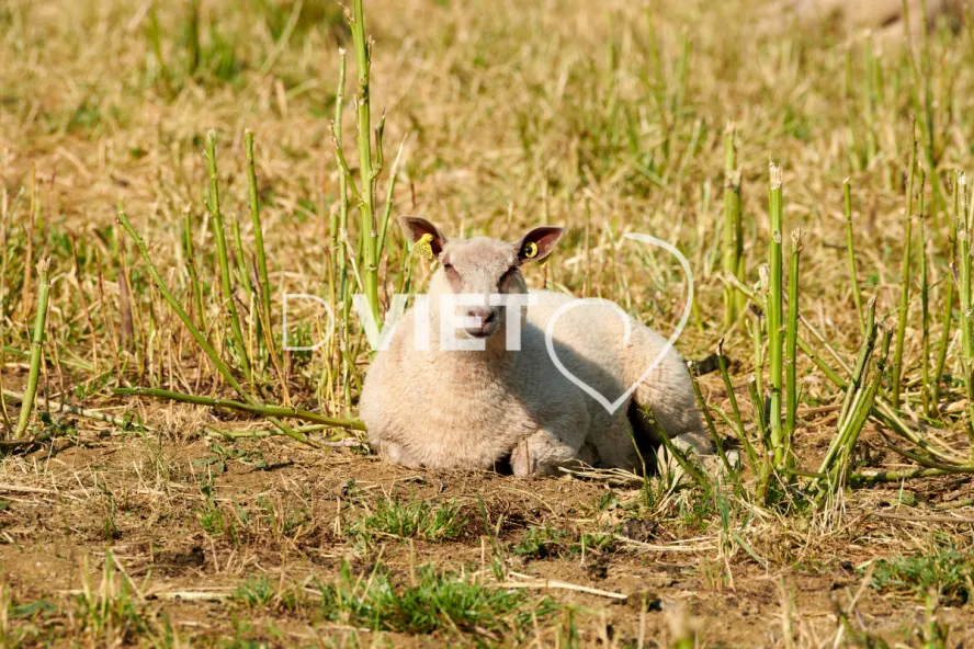 Photo Dominique VIET - Moutons rouges de l'ouest