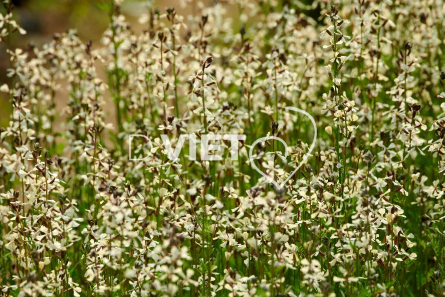 Photo Dominique VIET - les serres