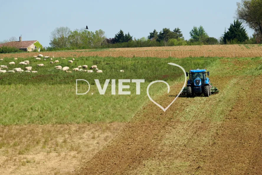 Photo Dominique VIET - Déchaumage préparation pour semis