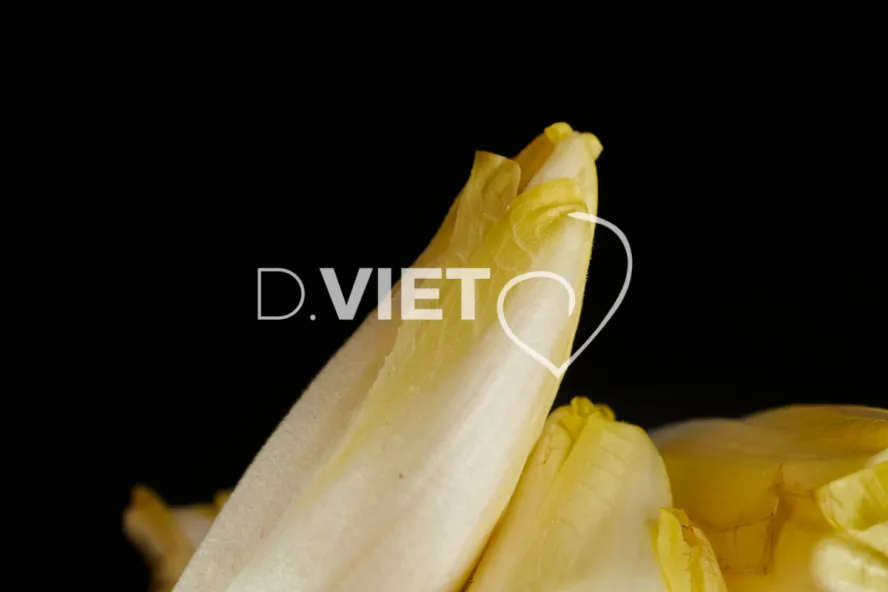Photo Dominique VIET - Endives