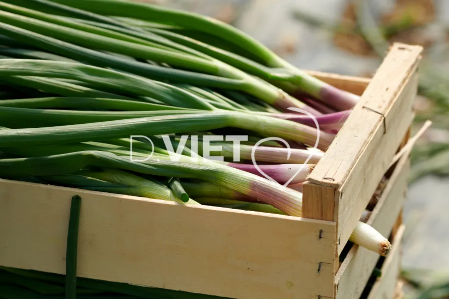 Photo Dominique VIET - Récolte des oignons