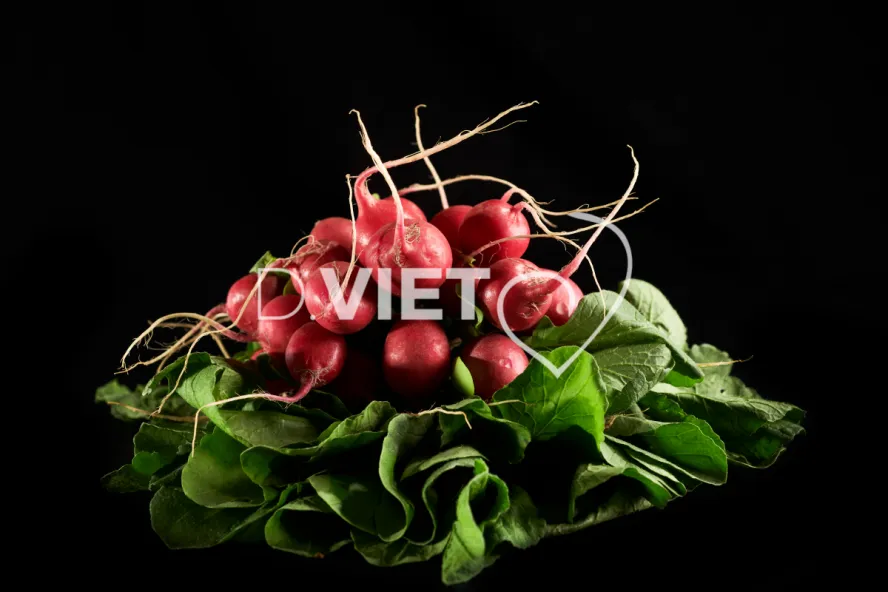 Photo Dominique VIET - Radis