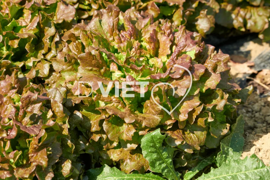 Photo Dominique VIET - les serres