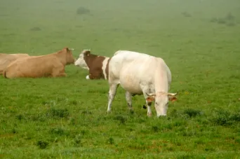 Photo Dominique VIET - Vaches et pr&egrave; Limousines charolais