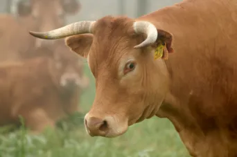 Photo Dominique VIET - Vaches et pr&egrave; Limousines